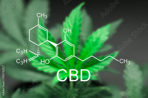 A beautiful sheet of cannabis marijuana in the defocus with the image of the formula CBD