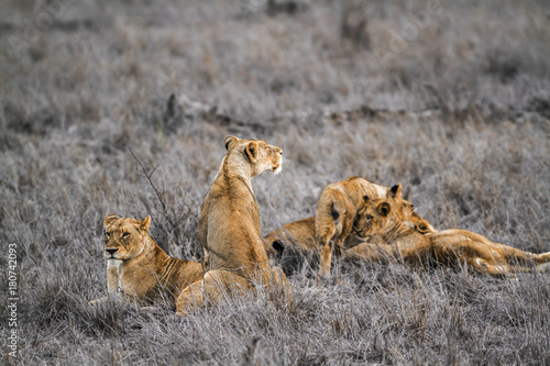 African lion in Kruger National park, South Africa