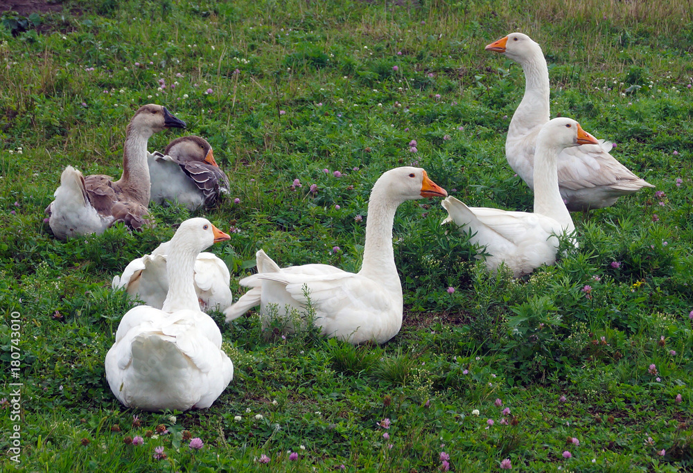 Fototapeta premium goose