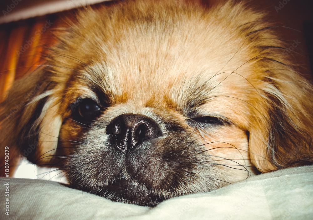 Life of young cute pekingese dog at cozy home