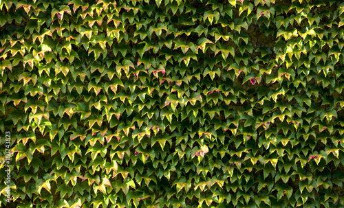 Walls with leaves of Boston Ivy (Parthenocissus tricuspidata)