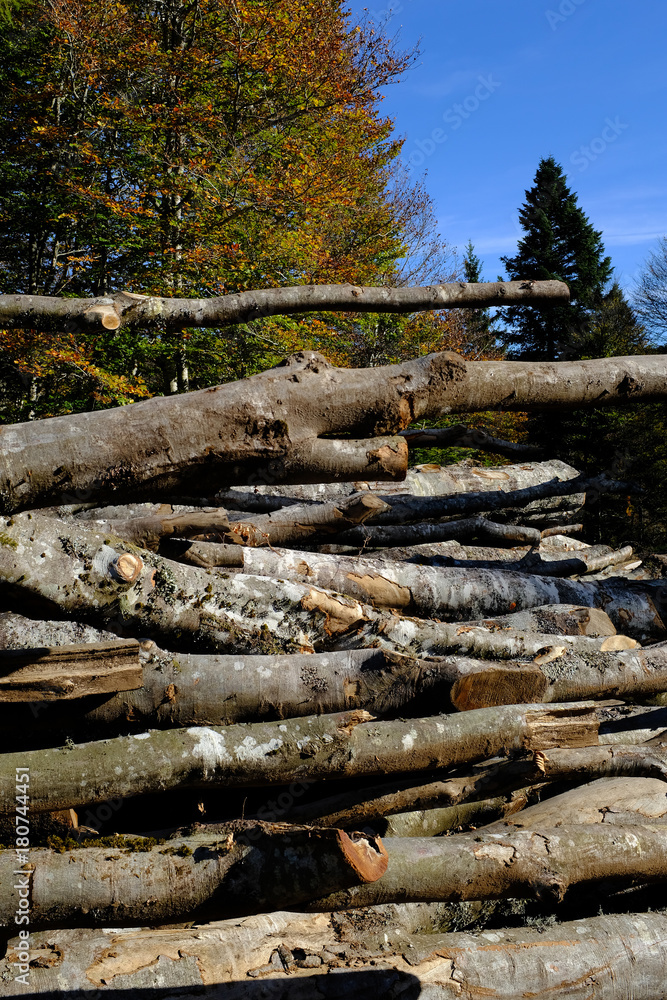 exploitation forestière, arbres coupés exploitation forestière, arbres coupés
