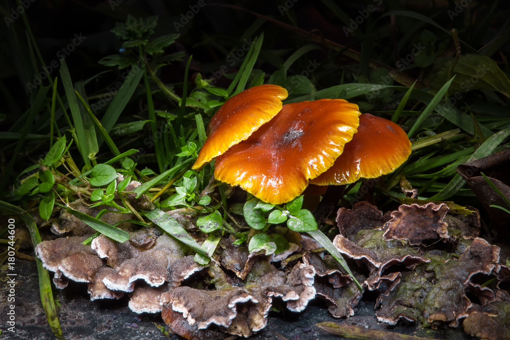 Fototapeta premium Mushrooms in the autumn garden, nature in forest