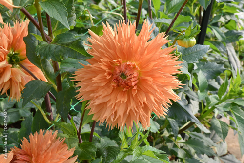 Fototapeta Naklejka Na Ścianę i Meble -  Dahlia orange en été au jardin