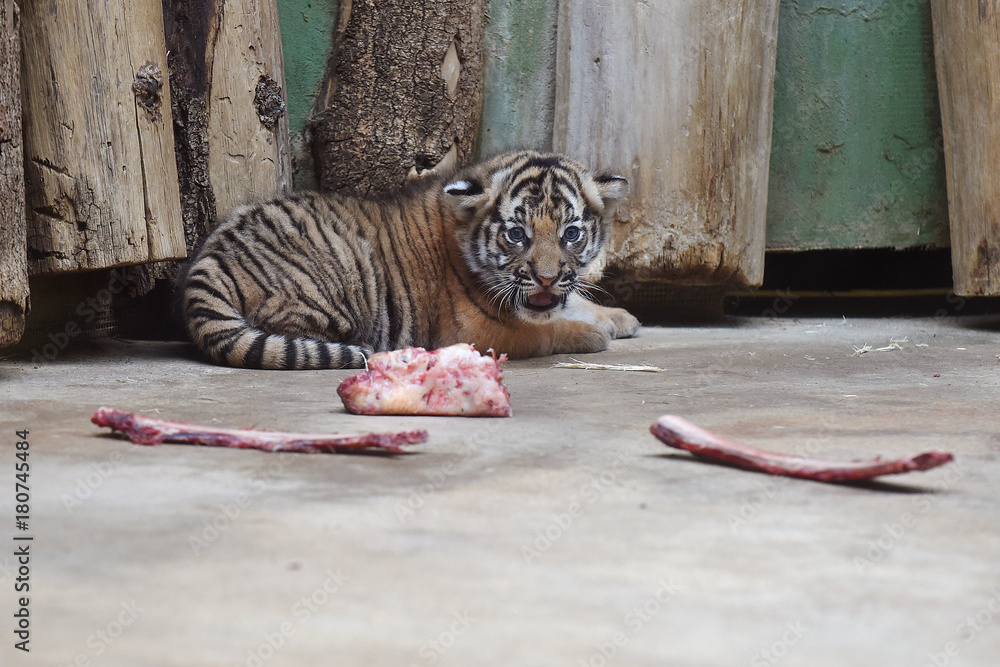 Naklejka premium Malayan tiger cub