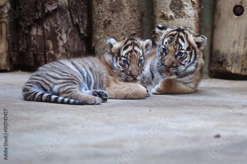 Malayan tiger cubs