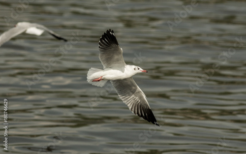 Seagull flying © ttshutter