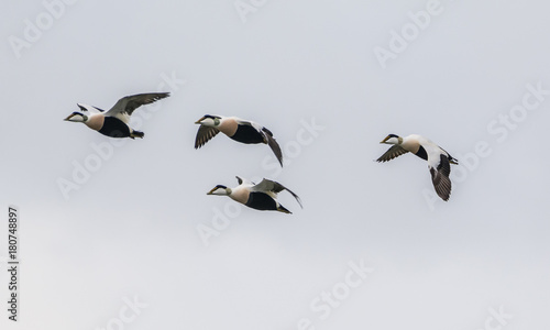 common eider