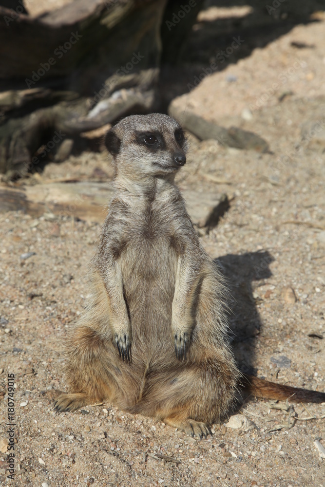 Fototapeta premium Suricate dans son environnement