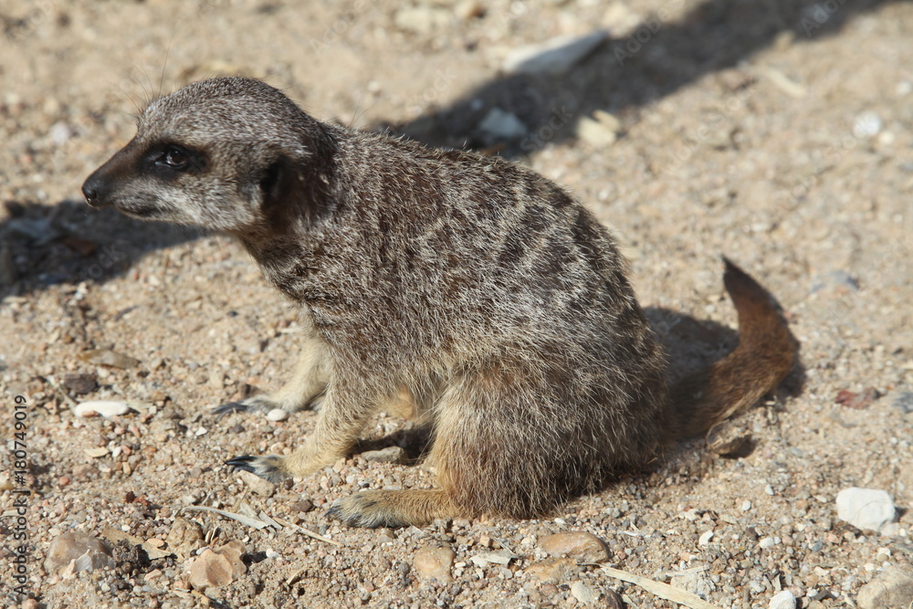 Fototapeta premium Suricate dans son environnement
