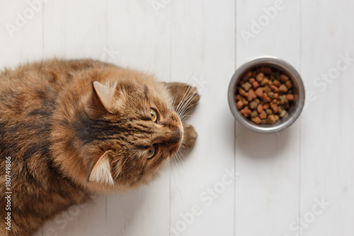 Photography Cat eating from a bowl on white wooden planks.
