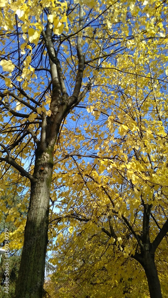 yellow  foliage and trees in autumn
