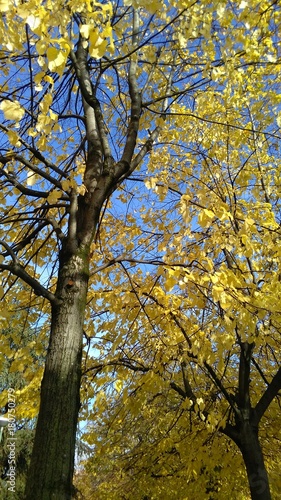 yellow foliage and trees in autumn
