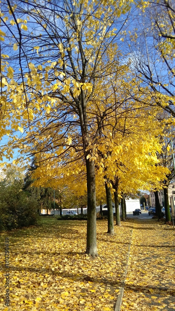 Naklejka premium autum park view