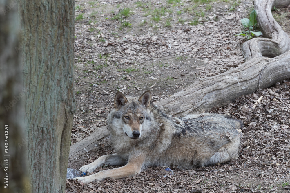 Naklejka premium Gray wolf.