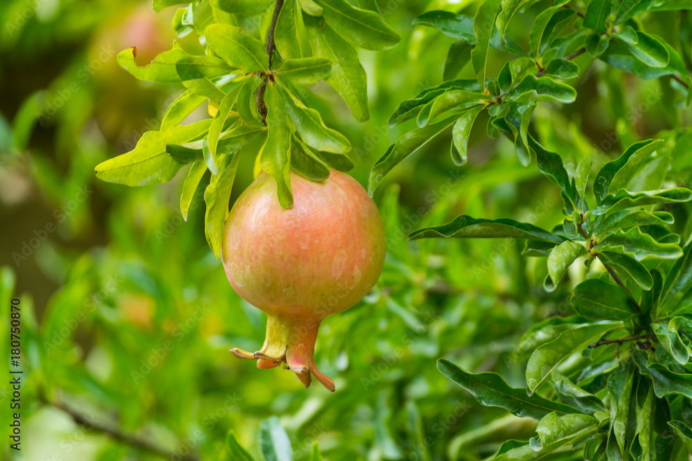 Pomegranate fruits riping on the tree Pomegranate fruits riping on the tree