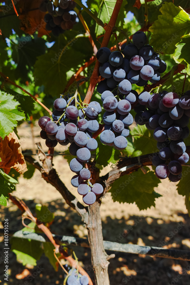 Fototapeta premium Wine red grape, ripe on the vines and ready to harvest and wine production
