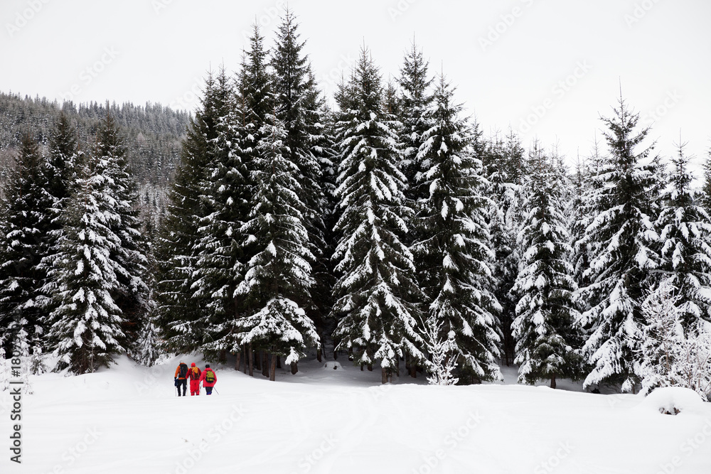 Naklejka premium Hikers on snow slope in snow-covered forest at gray winter day