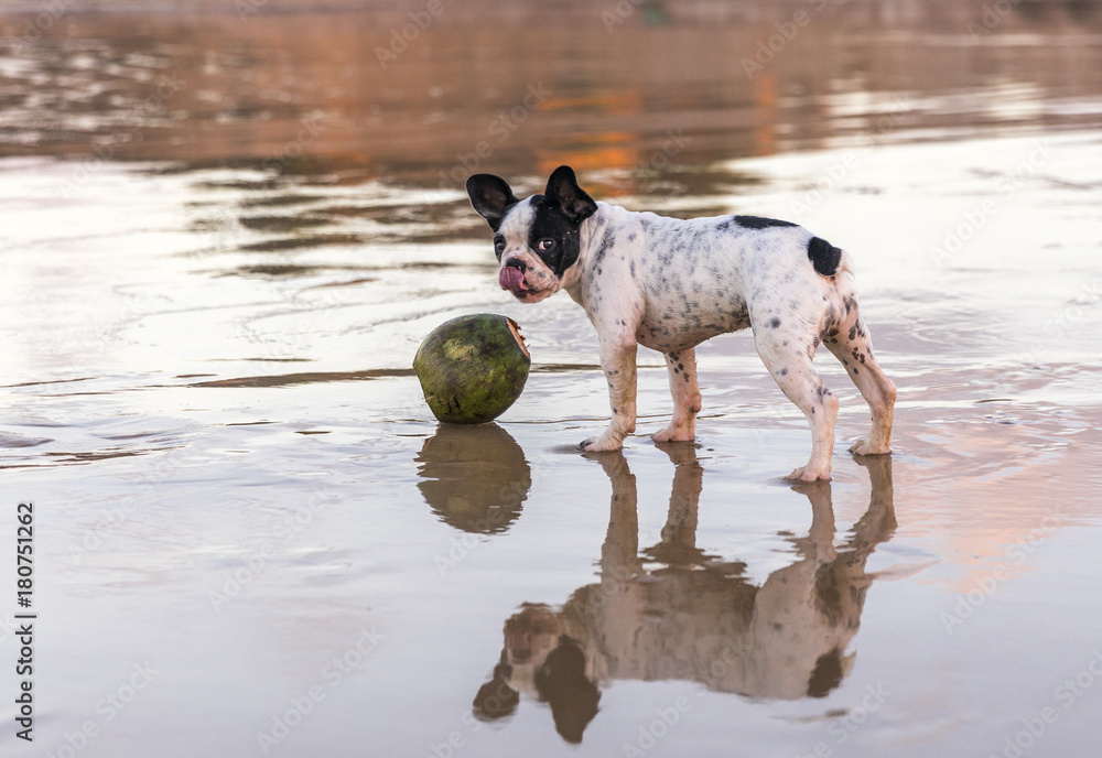 Cachorro brincando na Praia de Ponta Negra - Natal/RN foto de Stock | Adobe Stock Cachorro brincando na Praia de Ponta Negra - Natal/RN foto de Stock | Adobe Stock
