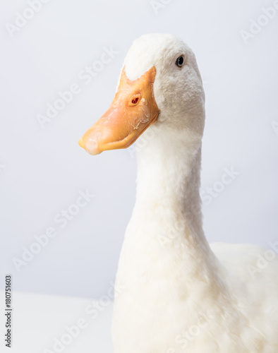 White Duck Mallard Close Up