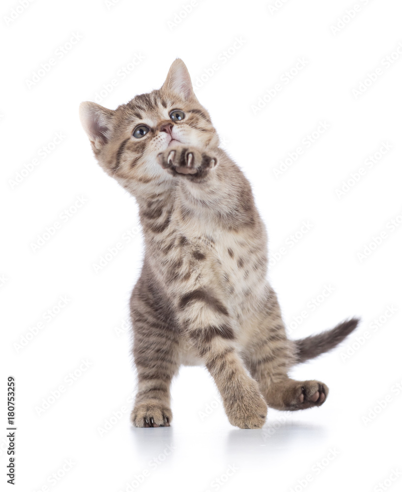 cute playful kitten cat isolated on white cute playful kitten cat isolated on white
