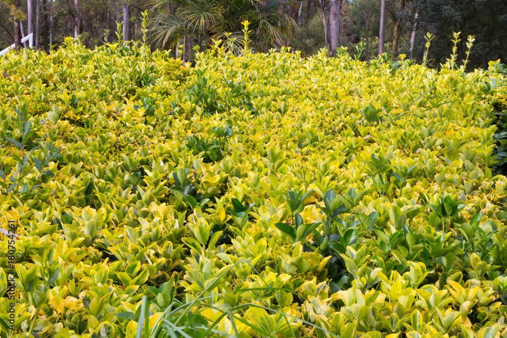 Obraz premium Trees and nature