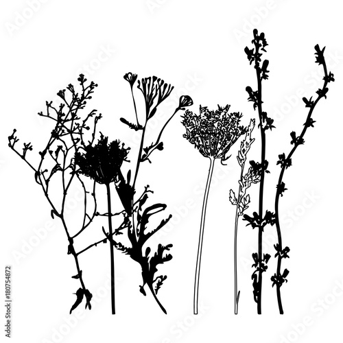 Meadow grasses, herbs and flowers outlines.