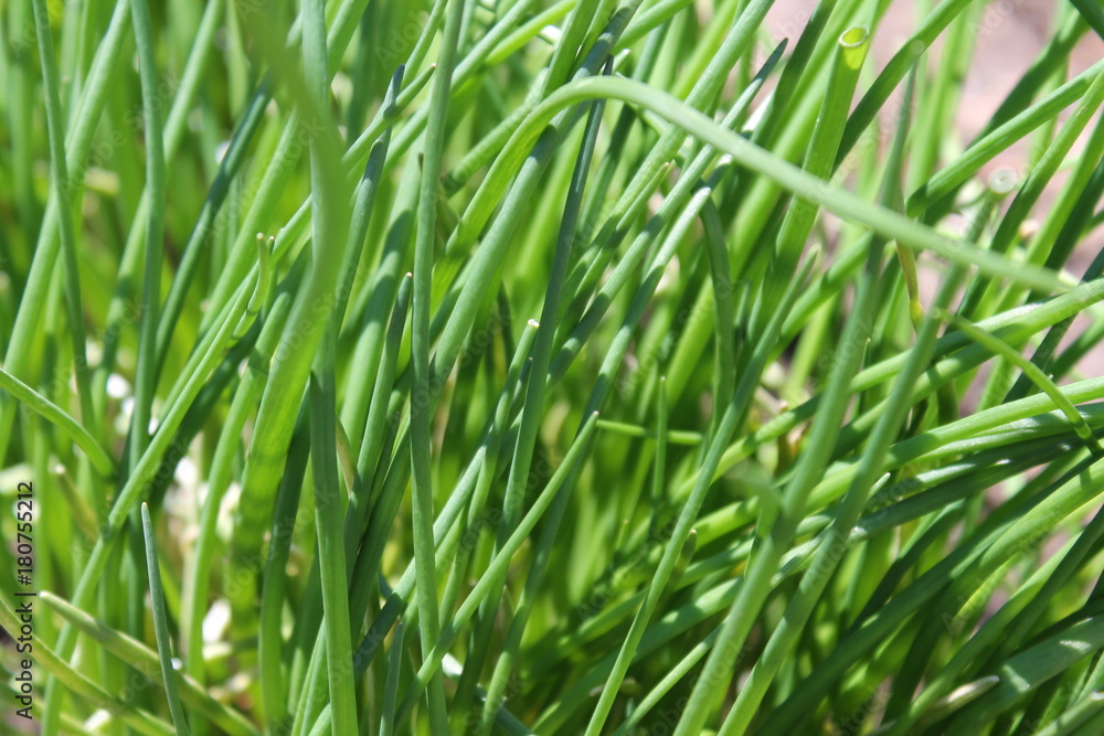 Green chives growing outdoors in the garden vegetable patch. Green chives growing outdoors in the garden vegetable patch.