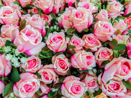 Rose - Flower, Flower, Bouquet, Flowerbed, Ornamental Garden photo