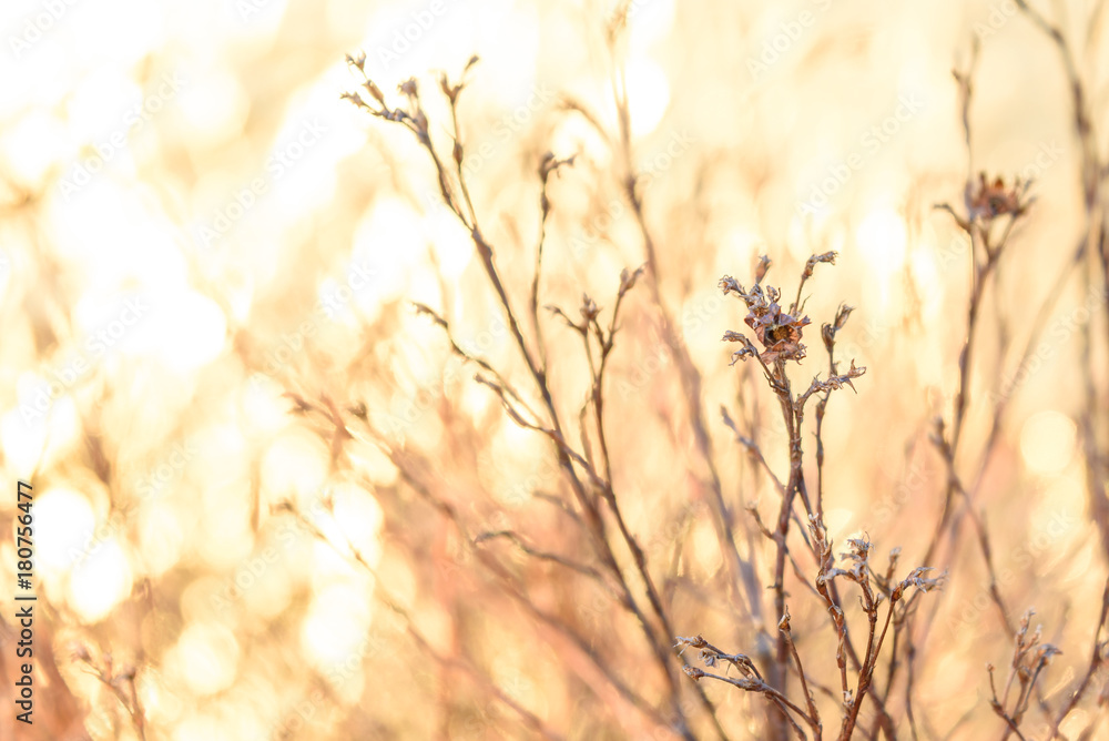 Obraz premium View through the dry branches to the orange sky, the plants under the scorching sun