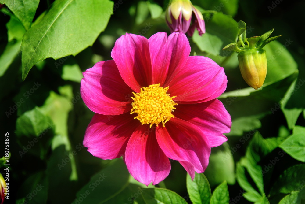beautiful pink purple flower have yellow petal at centre beautiful pink purple flower have yellow petal at centre