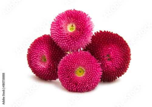 Fototapeta Naklejka Na Ścianę i Meble -  Beautiful daisy flowers isolated