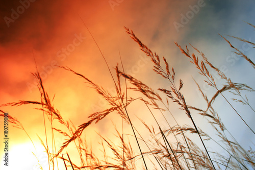 Grass at sunrise in the sun