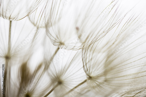 Dandelion seed closeup