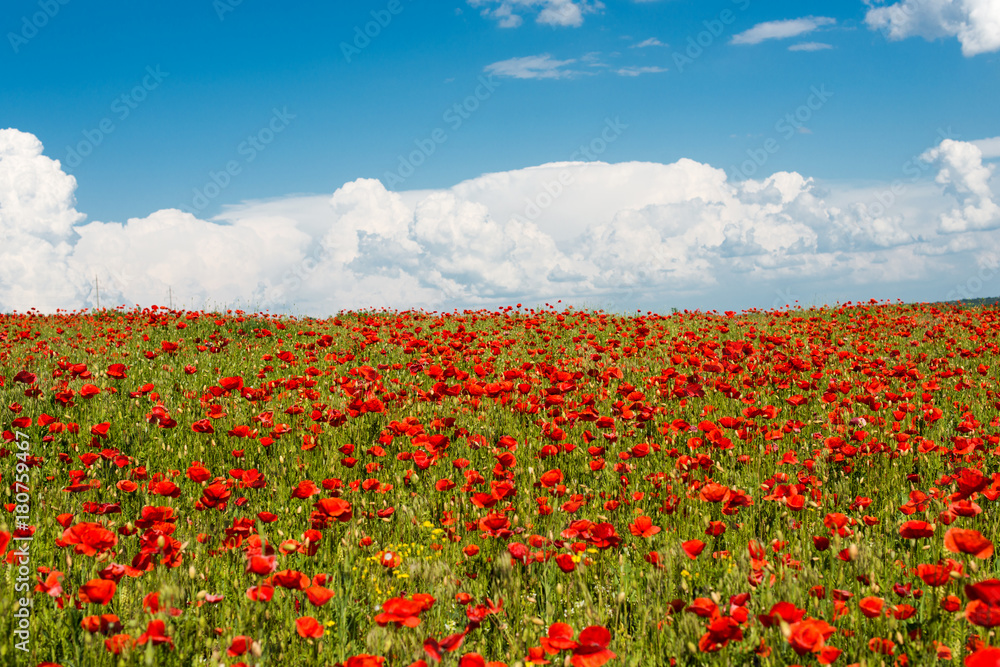 field with blooming poppies