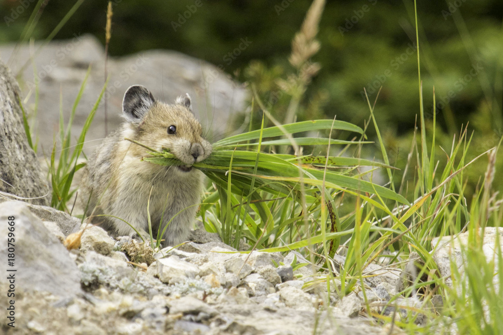 Naklejka premium American Pika carrying grass