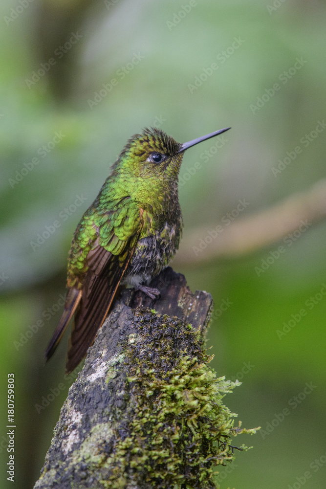 Naklejka premium Female Ruby-throated Hummingbird (archilochus colubris) in flight with a green background