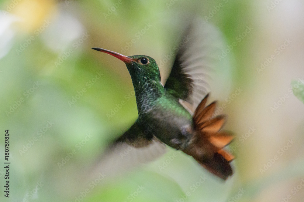 Fototapeta premium Female Ruby-throated Hummingbird (archilochus colubris) in flight with a green background
