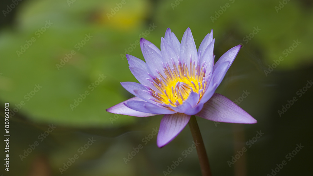 Nénuphar bleu violet au coeur jaune. Lotus bleu dans une marre su Sud de la France en été. Nénuphar bleu violet au coeur jaune. Lotus bleu dans une marre su Sud de la France en été.
