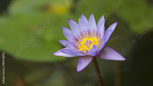 Nénuphar bleu violet au coeur jaune. Lotus bleu dans une marre su Sud de la France en été.