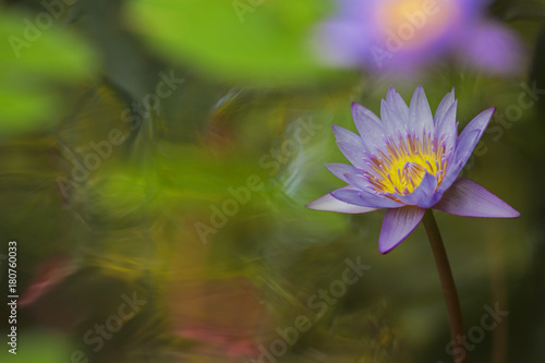 N  nuphar mauve violet au centre de fleur jaune. Lotus bleu sur un   tang su Sud de la France en   t  .