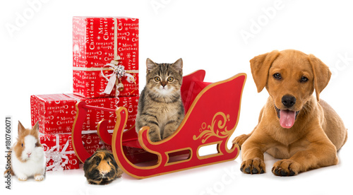 Fototapeta Naklejka Na Ścianę i Meble -  Haustiere feiern Weihnachten