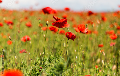 field with blooming poppies