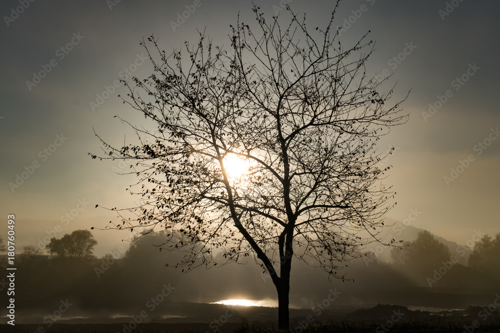 Tree silhouettes in the foggy morning sunlight