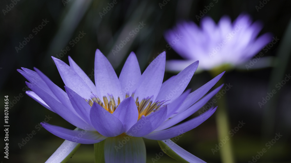 Nénuphar bleu mauve dans la lumière pâle du matin. Lotus bleu dans un bassin d'eau su Sud de la France en été. Nénuphar bleu mauve dans la lumière pâle du matin. Lotus bleu dans un bassin d'eau su Sud de la France en été.