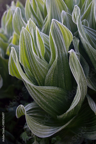 Wallpaper Mural Corn Lily Torontodigital.ca