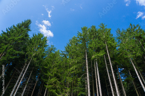 Clean, healthy air in the middle of the black forest in Germany with blue sky behind