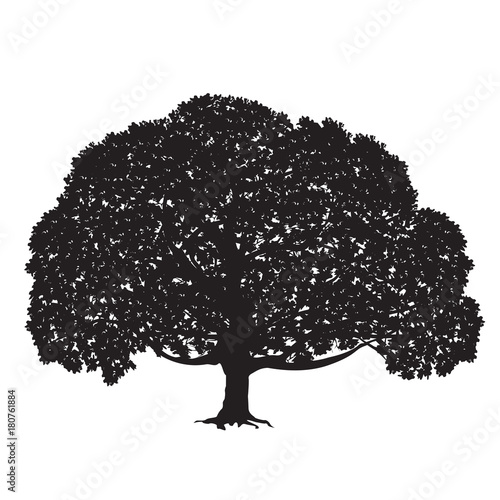 Silhouette of a big tree with foliage
