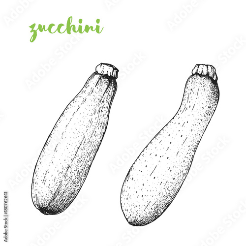 Zucchini vector illustration. Engraved image. Sketch food illustration. Vegetable hand drawn.