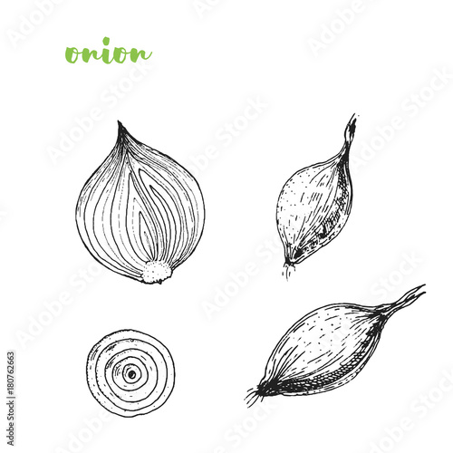 Onion vector illustration. Engraved image. Sketch food illustration. Vegetable hand drawn.